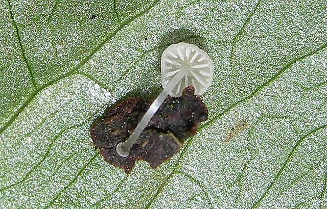 le  Specie  invernali  del  Leimental